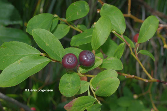Vaccinium ovalifolium